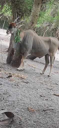 Dar es Salaam : excursion privée d’une journée au zoo et balade à cheval