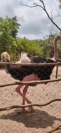 Dar es Salaam : excursion privée d’une journée au zoo et balade à cheval