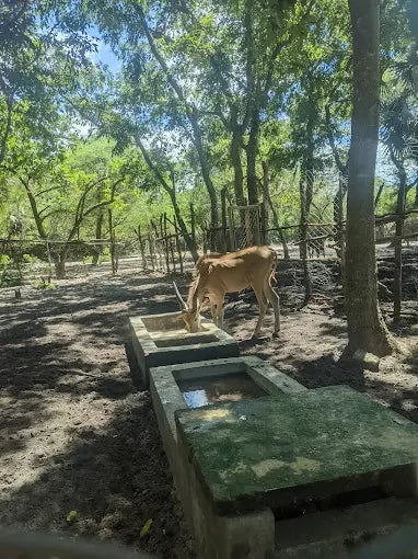 Dar es Salaam : excursion privée d’une journée au zoo et balade à cheval