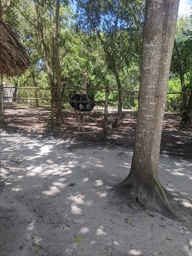Dar es Salaam : excursion privée d’une journée au zoo et balade à cheval