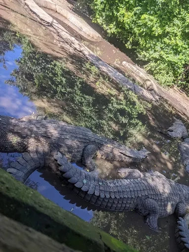 Dar es Salaam : excursion privée d’une journée au zoo et balade à cheval