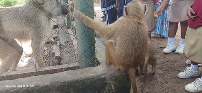 Dar es Salaam : excursion privée d’une journée au zoo et balade à cheval