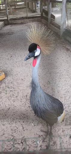 Dar es Salaam : excursion privée d’une journée au zoo et balade à cheval