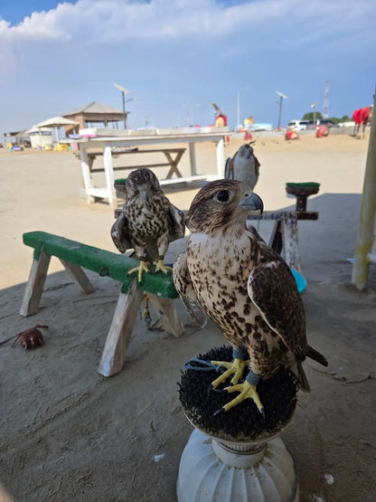 多哈：私人城市游和半日沙漠探险组合