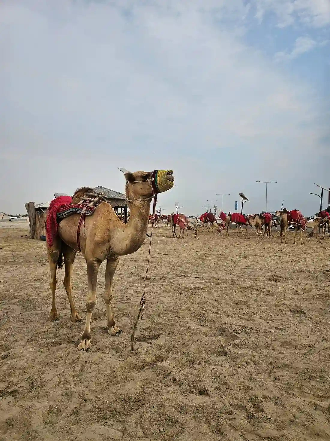 Doha: Wüstensafari, Sandboarding und optionale Kamelritt-Tour