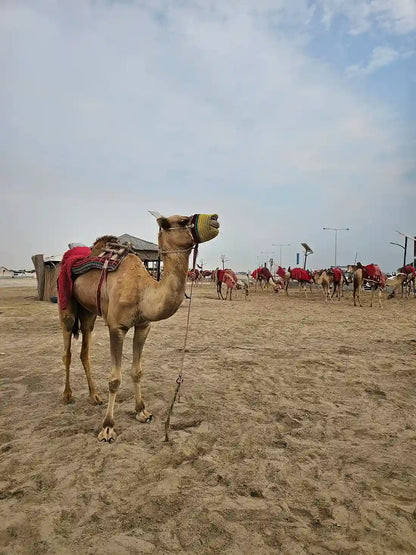 Doha: Wüstensafari, Sandboarding und optionale Kamelritt-Tour