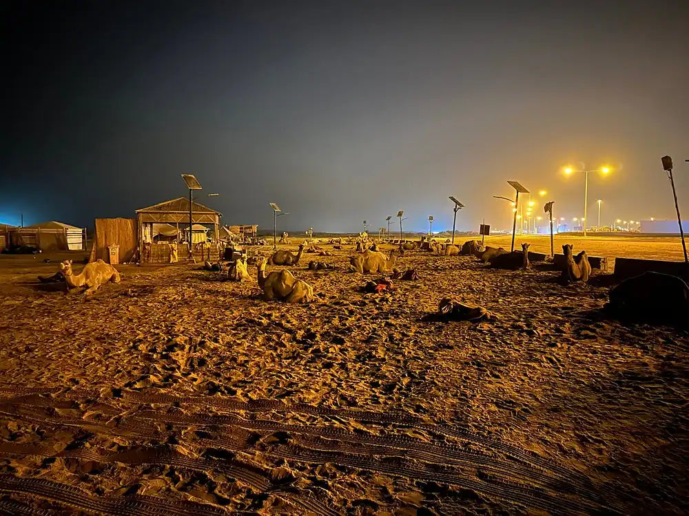 Doha: Desert Safari at Night with Stargazing and Dune Bashing