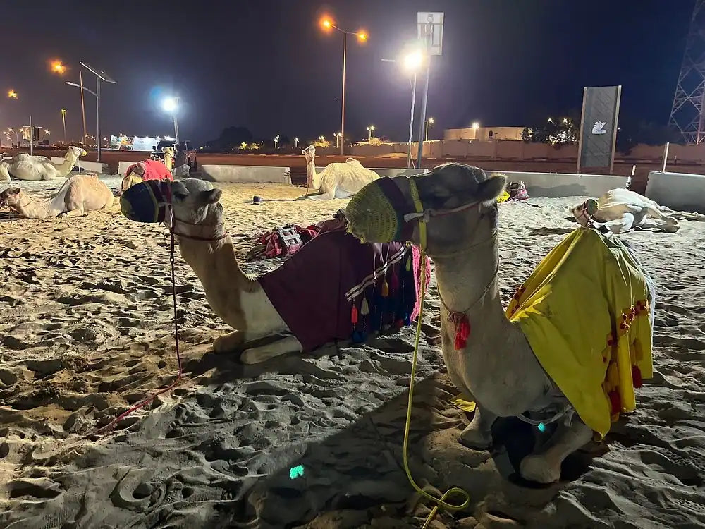 Doha: Desert Safari at Night with Stargazing and Dune Bashing