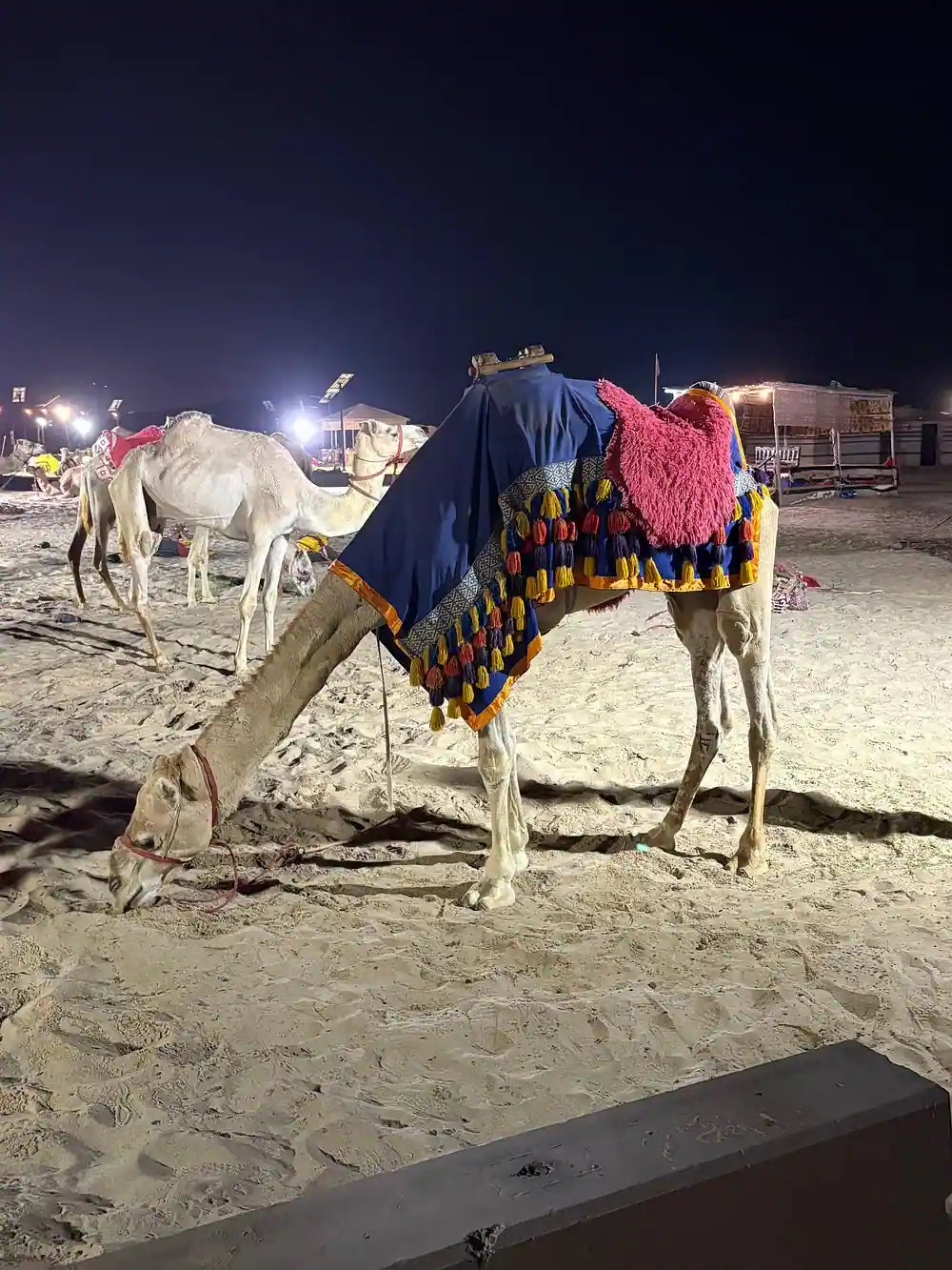 Doha: Desert Safari at Night with Stargazing and Dune Bashing
