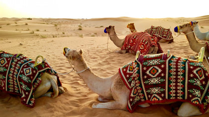 Doha: Desert Safari with Dune Bashing and Inland Sea Tour