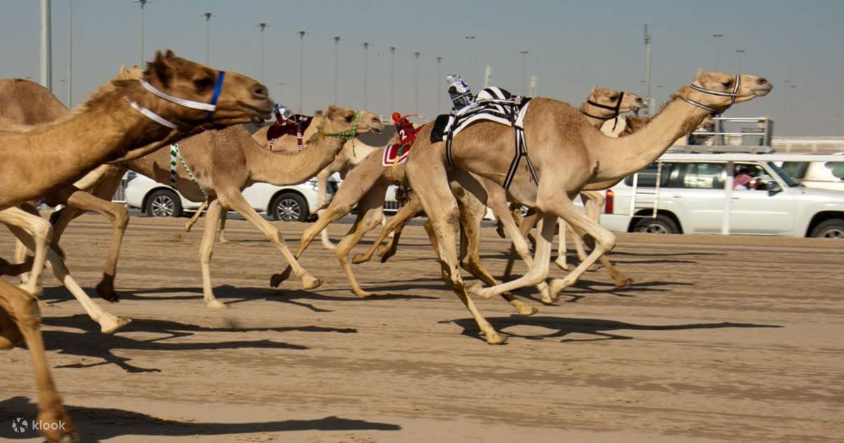 الدوحة: جولة يوم الجمعة لسباق الهجن في الشحانية