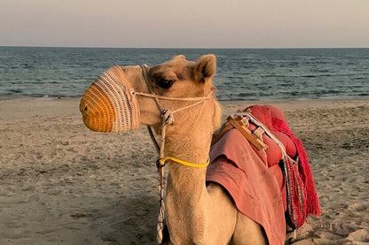 Doha : Visite guidée du désert avec visite de la mer intérieure