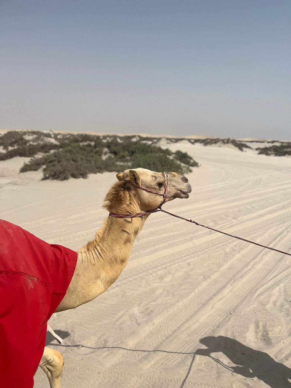Doha : Visite guidée du désert avec visite de la mer intérieure