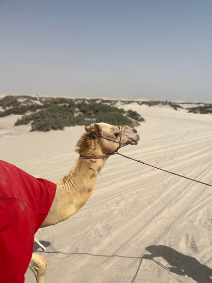 Doha : Visite guidée du désert avec visite de la mer intérieure
