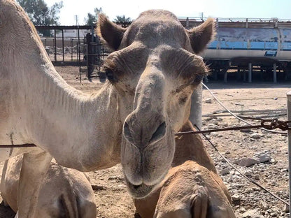 Доха: сафари по пустыне к Внутреннему морю с сэндбордингом и катанием на верблюдах