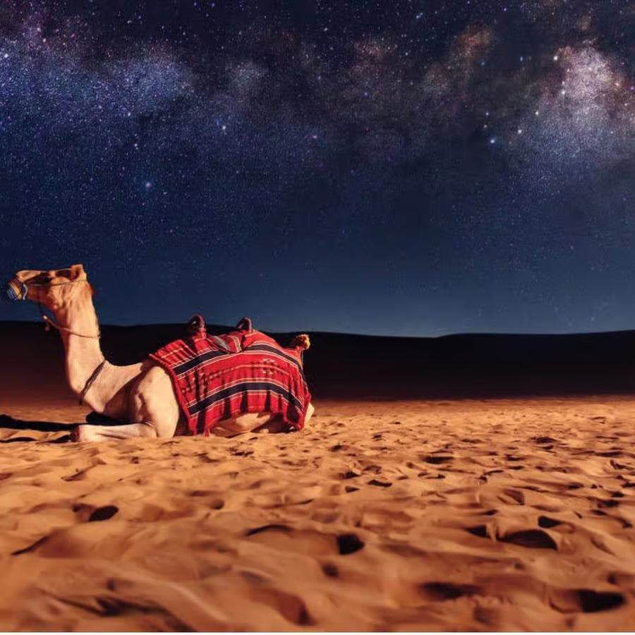 Doha : Safari nocturne dans le désert sous les étoiles arabes