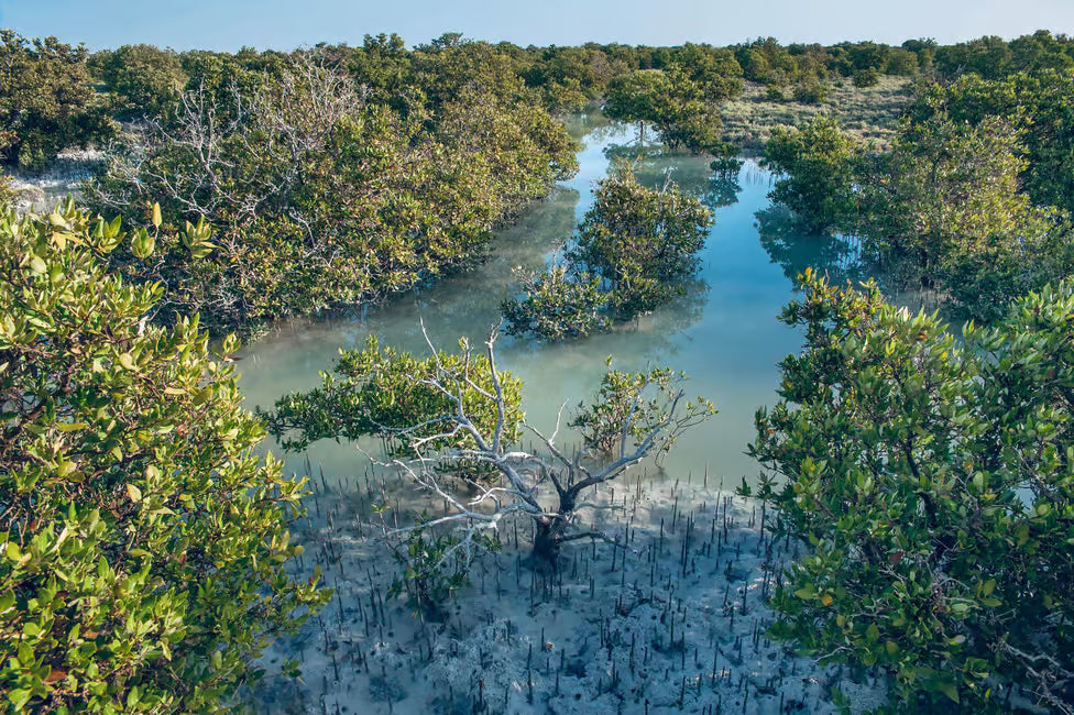 Doha: Nordkatar-Tour zur Zubara-Festung, Jumail, Purple Island und Mangroven