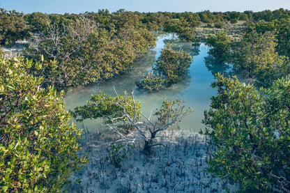 Doha: Nordkatar-Tour zur Zubara-Festung, Jumail, Purple Island und Mangroven