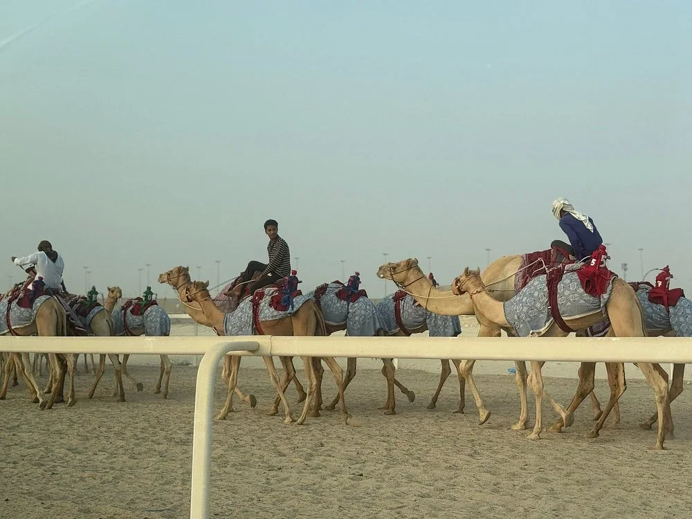 Doha: North and West Qatar Combo Tour with Pickup