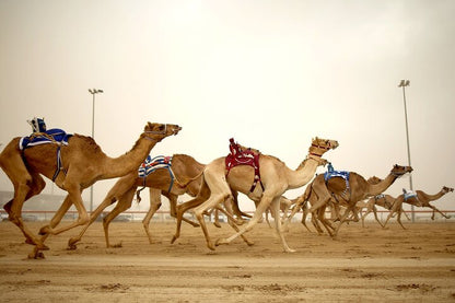 Doha: North and West Qatar Combo Tour with Pickup