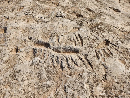 Doha: Nord- und Westtour mit Eintritt ins Shaikh Faisal Museum