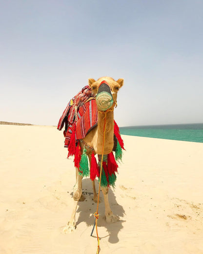Doha: experiência noturna de acampamento no deserto com jantar de churrasco e observação de estrelas