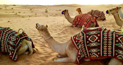 Doha: Overnight Desert Safari with BBQ and Inland Sea