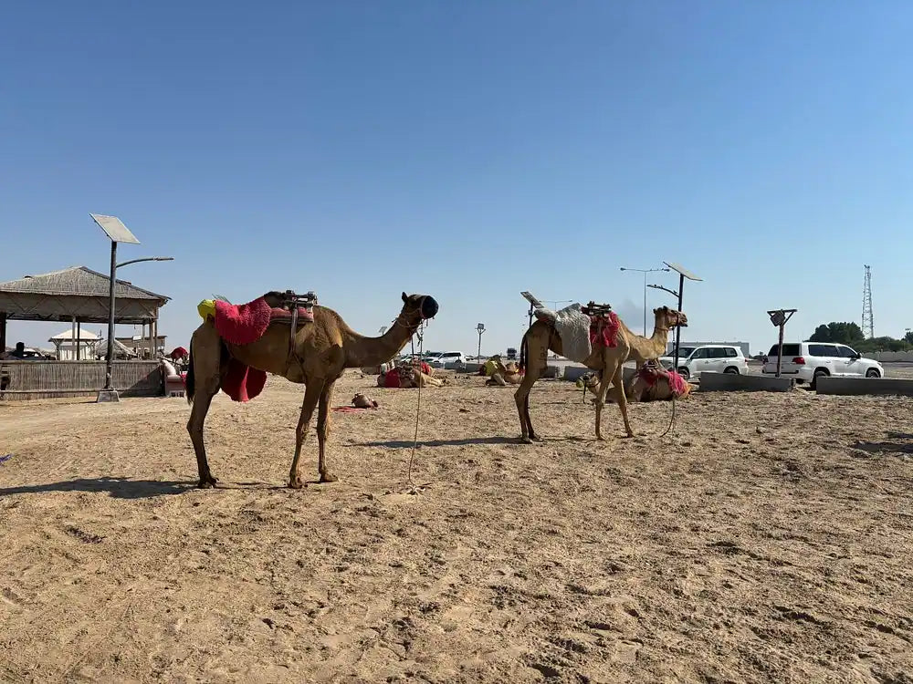 Doha: safari privato nel deserto con giro panoramico dello skyline di West Bay