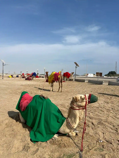 Doha: Private Half-Day Desert Safari, Sandboarding, Camel Ride and Inland Sea Tour
