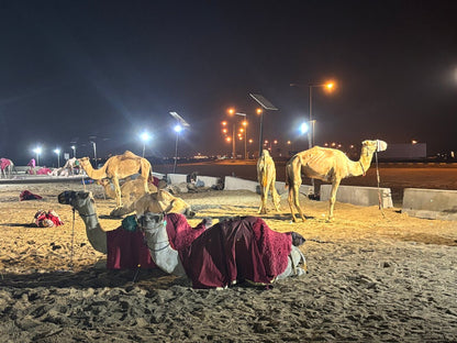 Doha : safari nocturne privé dans le désert avec balade à dos de chameau et observation des étoiles
