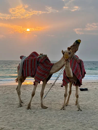 Doha: Wspólne lub prywatne safari na pustyni z jazdą po wydmach i sandboardingiem