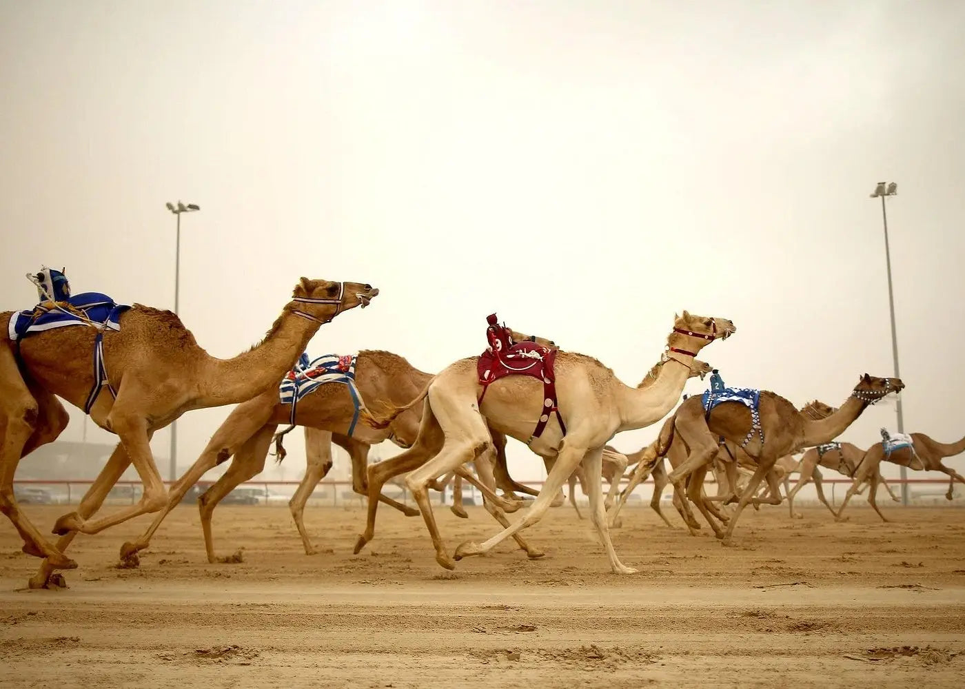 Doha: West Coast Zekreet Peninsula Tour