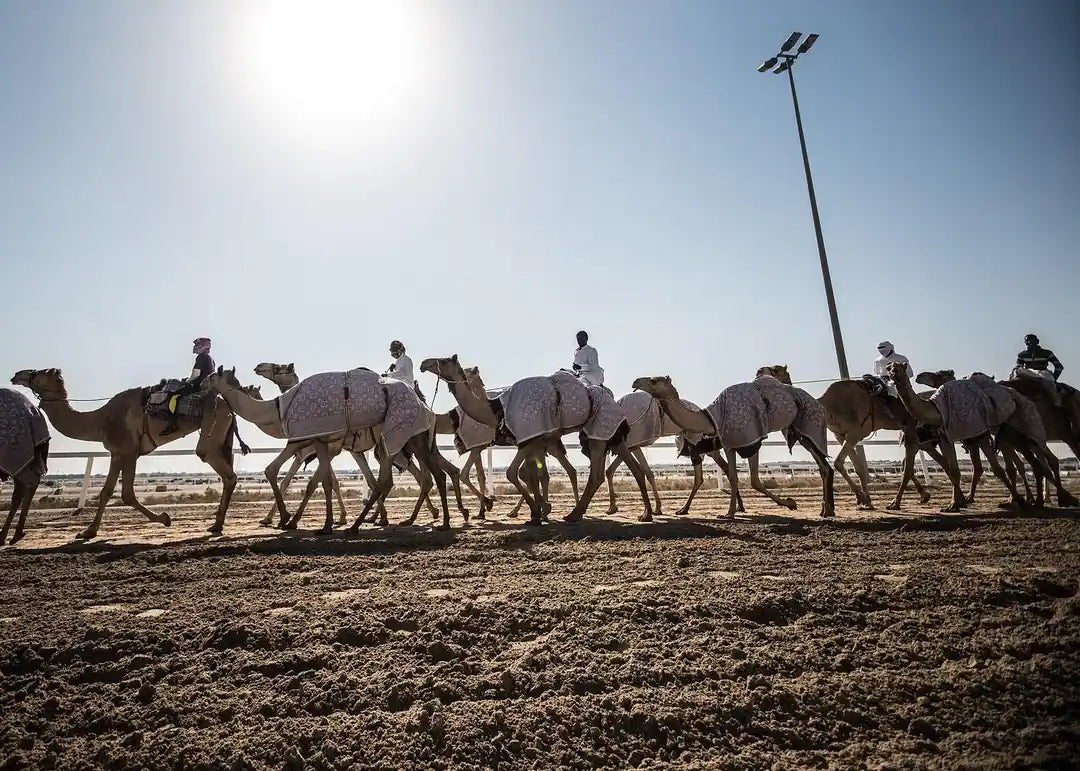 Doha: West Qatar Tour to Camel Racetrack, Richard Serra and Zekreet Beach