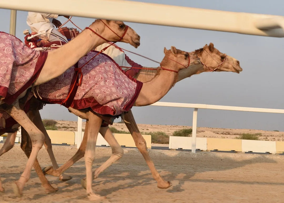 Doha: Heldags privat tur til Nord- og Vest-Qatar