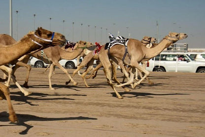 Doha: West Qatar Tour to Camel Racetrack, Richard Serra and Zekreet Beach