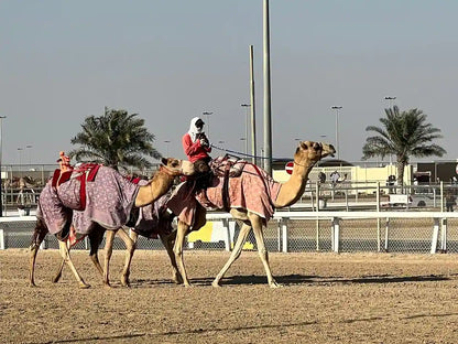 Doha: West Qatar Tour to Camel Racetrack, Richard Serra and Zekreet Beach