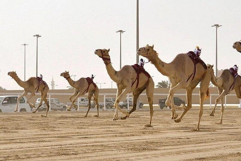 Doha: West Qatar Tour to Camel Racetrack, Richard Serra and Zekreet Beach