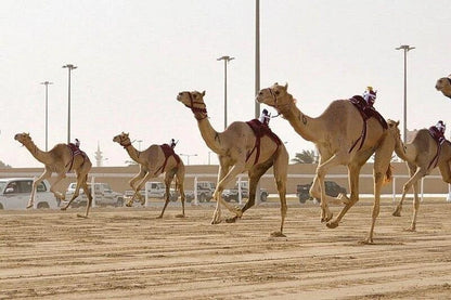 Doha: West Qatar Tour to Camel Racetrack, Richard Serra and Zekreet Beach