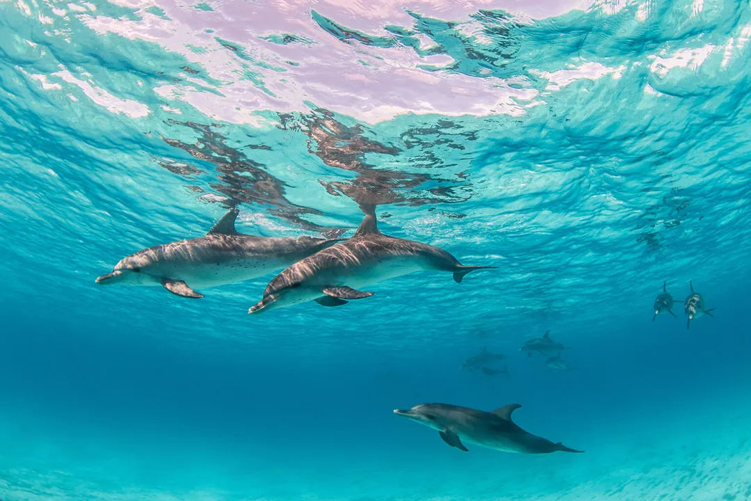 El Gouna: viaje privado de snorkel en lancha rápida a Dolphin House