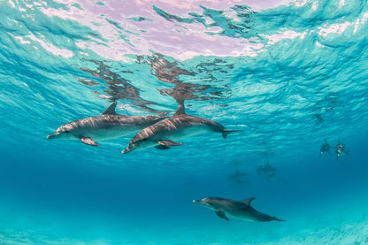 El Gouna: viaje privado de snorkel en lancha rápida a Dolphin House