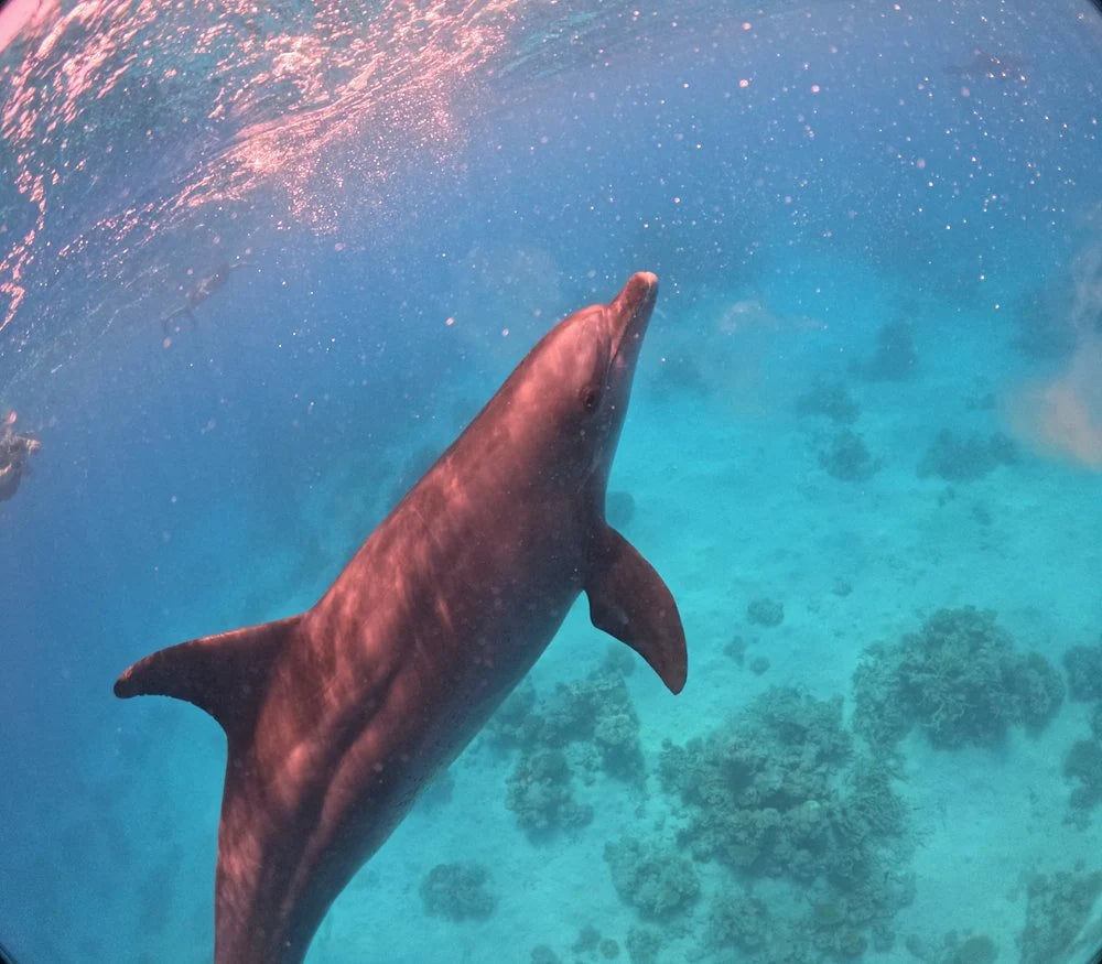 サファガ発: イルカツアーとシュノーケリング、バナナボート