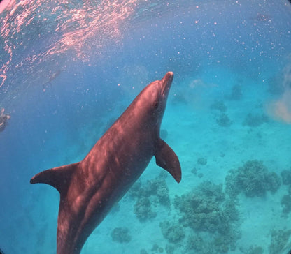 サファガ発: イルカツアーとシュノーケリング、バナナボート