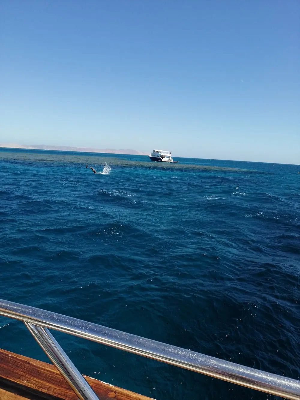 サファガ発: イルカツアーとシュノーケリング、バナナボート