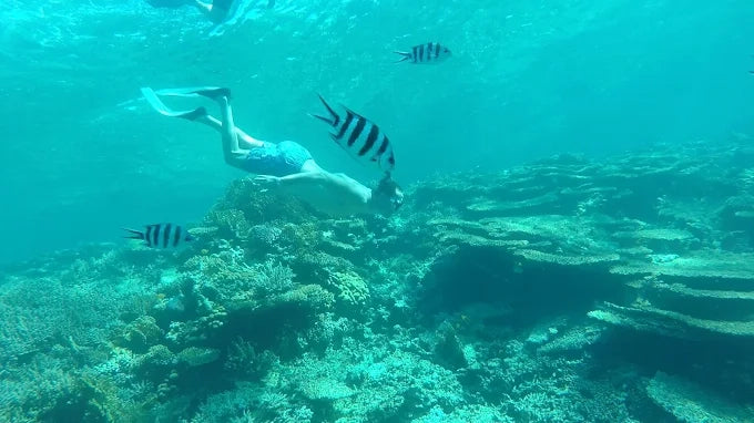 サファガ発: イルカツアーとシュノーケリング、バナナボート