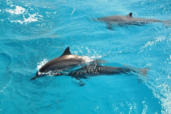 サファガ発: イルカツアーとシュノーケリング、バナナボート