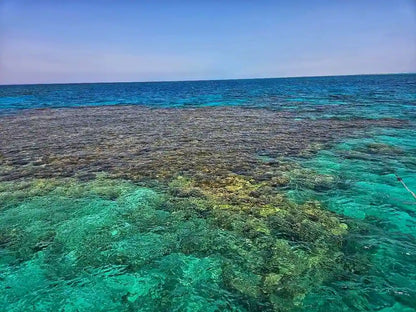 サファガ発: イルカツアーとシュノーケリング、バナナボート