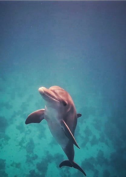 サファガ発: イルカツアーとシュノーケリング、バナナボート