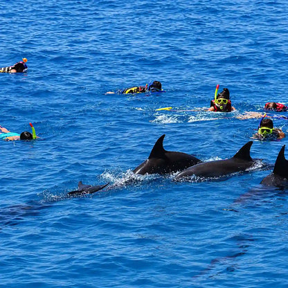 Хургада: тур по наблюдению за дельфинами и подводному плаванию в Dolphin House