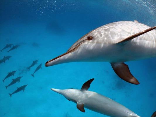 El Gouna: viagem privada de mergulho com snorkel até a Dolphin House