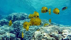 El Gouna: Daily Diving Trip for Certified Divers Only
